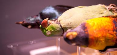 Curpanion: a device that brings life to museum taxidermy